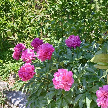 Vesna 1642 Apartamento *